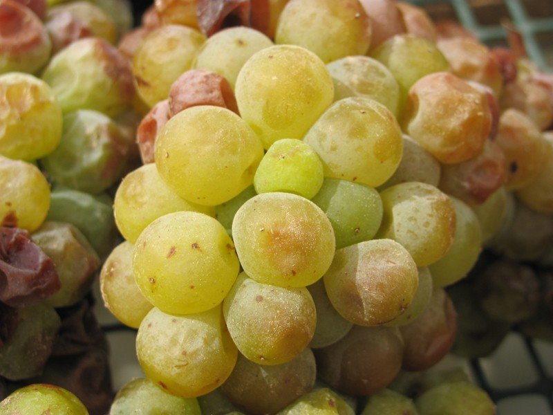 LAPALICCA